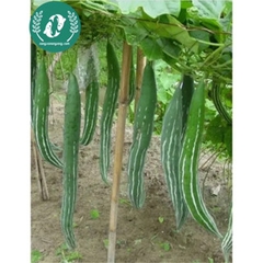 Hạt giống quả lặc lày (mướp ngọt)
