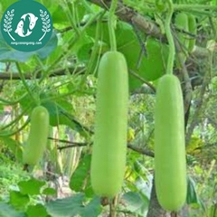 Hạt giống bầu sao