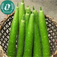 Hạt giống bầu sao
