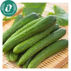Hạt giống dưa chuột