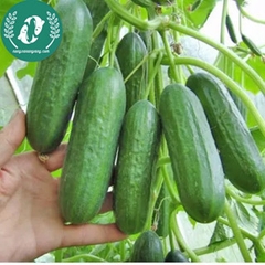 Hạt giống dưa chuột