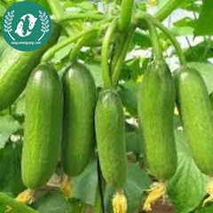 Hạt giống dưa chuột