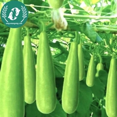 Hạt giống bầu sao