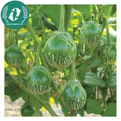 Hạt giống cà pháo