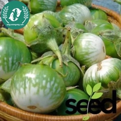 Hạt giống cà pháo