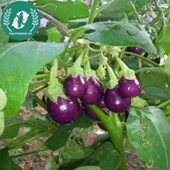 Hạt giống cà pháo