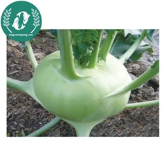 🥦 Hạt Giống Su Hào – Trồng Vui, Thu Hoạch Ngon