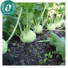 🥦 Hạt Giống Su Hào – Trồng Vui, Thu Hoạch Ngon