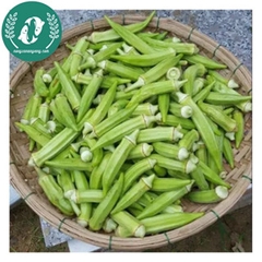 Hạt giống đậu bắp