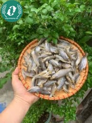 Khô cá chốt