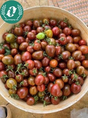 Hạt giống cà chua