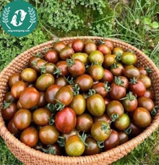 Hạt giống cà chua