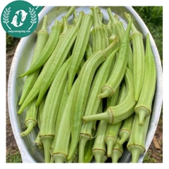 Hạt giống đậu bắp