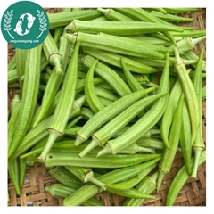Hạt giống đậu bắp