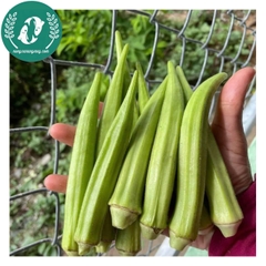 Hạt giống đậu bắp