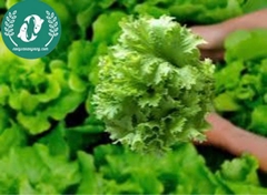 Hạt giống cải mù tạt xanh