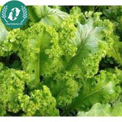 Hạt giống cải mù tạt xanh
