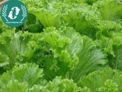 Hạt giống cải mù tạt xanh