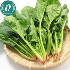 Hạt giống cải bó xôi