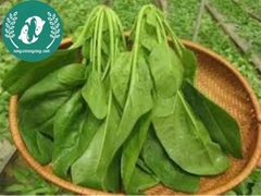 Hạt giống cải bó xôi