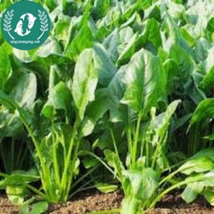 Hạt giống cải bó xôi