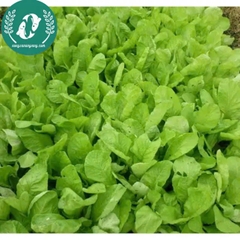 Hạt giống cải mơ