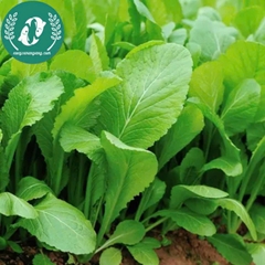 Hạt giống cải xanh lá to
