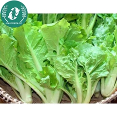 Hạt giống cải bẹ dún