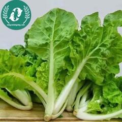 Hạt giống cải bẹ dún