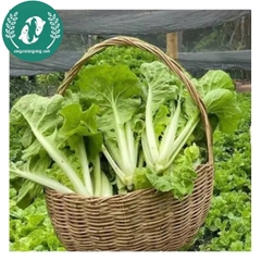 Hạt giống cải bẹ dún