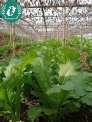 Hạt giống cải mèo Hà Giang