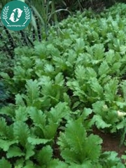 Hạt giống cải mèo Hà Giang