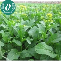 Hạt giống cải ngồng