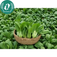 Hạt giống cải thìa (chíp)