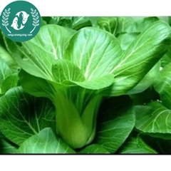 Hạt giống cải thìa (chíp)
