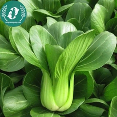 Hạt giống cải thìa (chíp)