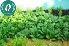 Hạt giống cải thìa (chíp)