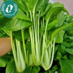 Hạt giống cải ngọt