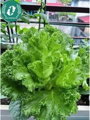 Hạt giống rau xà lách