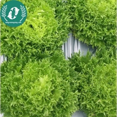 Hạt giống rau xà lách