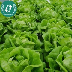 Hạt giống rau xà lách