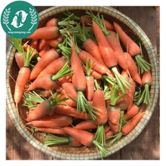 Hạt giống củ cải đỏ