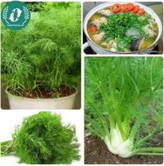 Hạt giống rau thì là