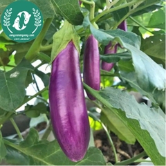 Hạt giống cà tím