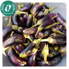 Hạt giống cà tím