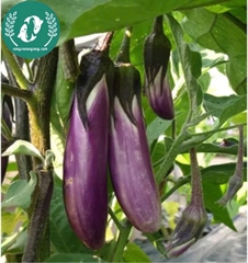 Hạt giống cà tím