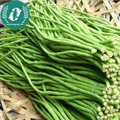 Hạt giống đậu đũa