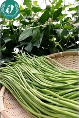Hạt giống đậu đũa