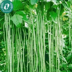 Hạt giống đậu đũa