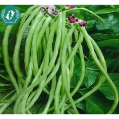 Hạt giống đậu đũa